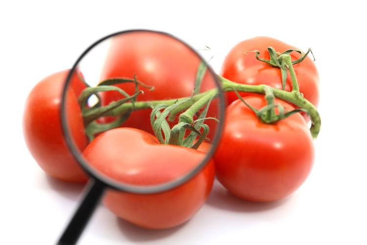 tomato analysis